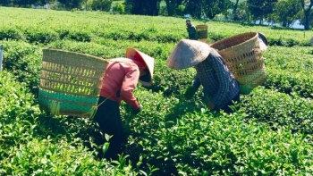 Xuất khẩu chè tháng 5 tăng mạnh, thu về 19 triệu USD