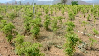 Gia Lai: Dành 5.200 tỷ đồng để bảo tồn và phát triển cây dược liệu