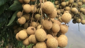 Sơn La: Năm 2021, sản lượng nhãn toàn tỉnh dự ước đạt 98.500 tấn