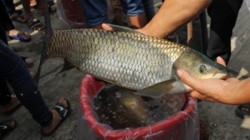 Quảng Bình: Tăng cường chỉ đạo phát triển nuôi trồng thủy sản năm 2021