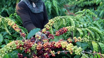 Giá cà phê hôm nay 18/6: Quay đầu giảm nhẹ