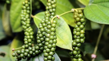 Giá hồ tiêu hôm nay 18/6: Tăng phiên thứ 3 liên tiếp