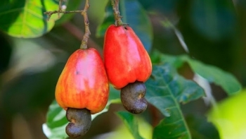 Nhập khẩu hạt điều từ Campuchia tăng tới 550%