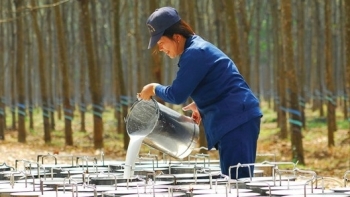 Giá cao su đầu tháng 6 sụt giảm khi lo ngại kinh tế phục hồi chậm vì dịch Covid-19