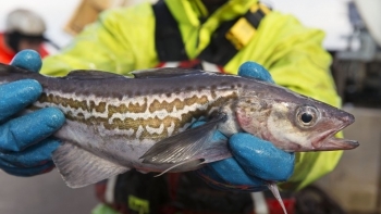 Kim ngạch nhập khẩu thủy sản các loại tăng mạnh, đạt trên 865,14 triệu USD