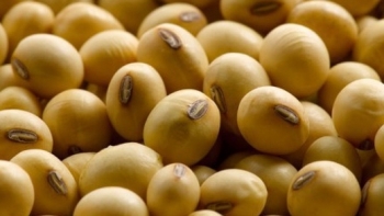 Việt Nam nhập khẩu đậu tương chủ yếu từ Mỹ và Brazil