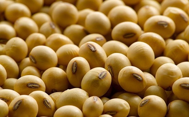 Việt Nam nhập khẩu đậu tương chủ yếu từ Mỹ và Brazil