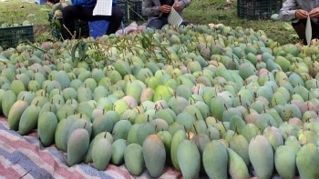 Sơn La: Đã tiêu thụ được gần 30.000 tấn Xoài