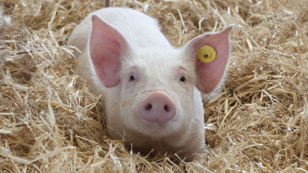 Giá thịt lợn hôm nay 19/6: Điều chỉnh ở một số địa phương