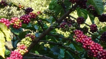 Giá cà phê hôm nay 19/6: Đồng loạt tăng