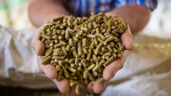 Nhập khẩu thức ăn gia súc và nguyên liệu 5 tháng đầu năm đạt 2,09 tỷ USD