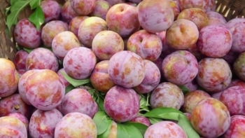 Sơn La: Huyện Mộc Châu đã tiêu thụ được hơn 13.300 tấn mận