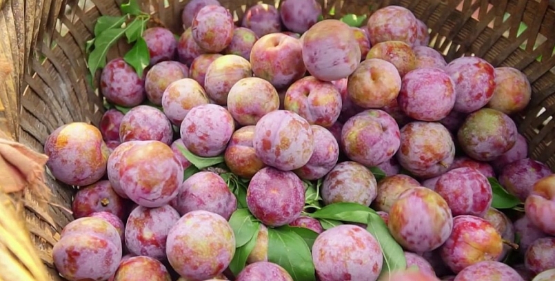 Sơn La: Huyện Mộc Châu đã tiêu thụ được hơn 13.300 tấn mận