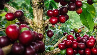 Giá cà phê hôm nay 21/6: Trong khoảng từ 33.600 - 34.500 đồng/kg