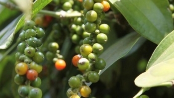 Giá hồ tiêu hôm nay 21/6: Đi ngang đầu tuần