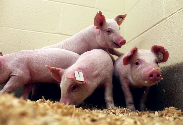 Giá thịt lợn hôm nay 21/6: Tăng nhẹ ở một số địa phương