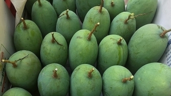 Sơn La: Toàn tỉnh đã tiêu thụ trên 31.000 tấn Xoài