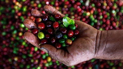 Giá cà phê hôm nay 22/6: Tăng nhẹ trong nước