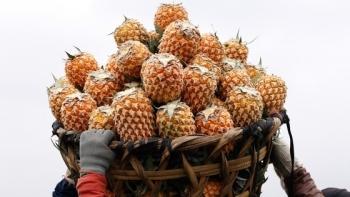 Thanh Hóa: Ban hành Kế hoạch thực hiện Đề án Đổi mới phương thức kinh doanh, tiêu thụ nông sản