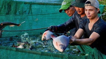 Chủ động ứng phó, giảm thiệt hại cho nuôi trồng thủy sản trong mùa mưa bão