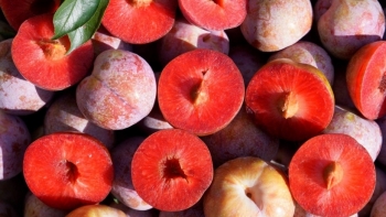 Sơn La: Toàn tỉnh đã tiêu thụ được 62.451 tấn Mận và 35.783 tấn Xoài