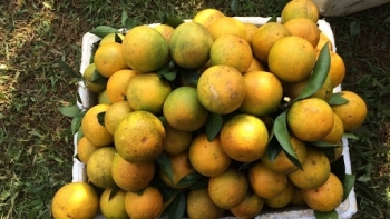 Hòa Bình: Kết thúc niên vụ Cam Cao Phong năm 2020 - 2021