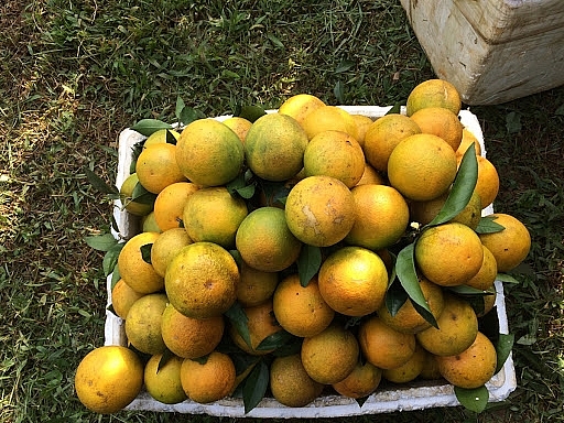 Từ ngày 9/7 kết thúc vụ thu hoạch sản phẩm cam quả Cao Phong niên vụ