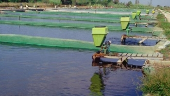 Thái Bình: Tổng sản lượng thủy sản trong tháng 5 ước đạt 21,1 nghìn tấn