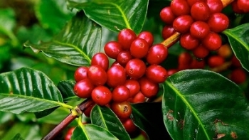 Giá cà phê hôm nay 23/6: Quay đầu giảm