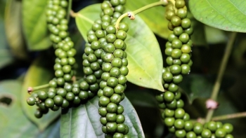 Giá hồ tiêu hôm nay 23/6: Chưa có biến động mới