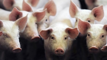 Giá thịt lợn hôm nay 23/6: Điều chỉnh tại miền Trung, Tây Nguyên