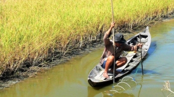 Cà Mau: Xuống giống 36.000ha lúa - tôm năm 2021
