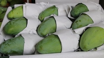 Sơn La: Huyện Mường La cơ bản tiêu thụ hết sản lượng Xoài dự kiến