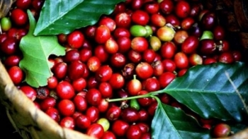 Giá cà phê hôm nay 24/6: Đồng loạt tăng mạnh