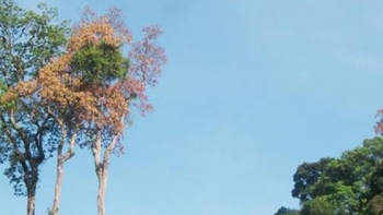 Quảng Nam: Tăng cường kiểm tra, quản lý khai thác quả ươi và các loài lâm sản ngoài gỗ