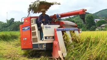 Bắc Kạn: Tập trung thu hoạch lúa vụ Xuân năm 2021