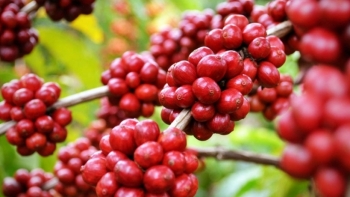 Giá cà phê hôm nay 25/6: Trong nước tiếp tục tăng