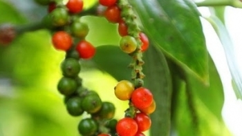 Giá hồ tiêu hôm nay 25/6: Tăng nhẹ