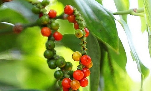 Giá hồ tiêu hôm nay 25/6 tăng nhẹ