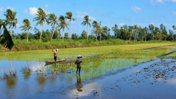 Cà Mau: Hướng dẫn lịch thời vụ xuống giống và cơ cấu giống lúa cho sản xuất lúa - tôm