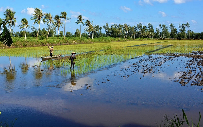Cà Mau: Hướng dẫn lịch thời vụ xuống giống và cơ cấu giống lúa cho sản xuất lúa - tôm