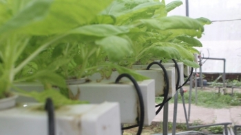 Hà Nội: Có 50 hợp tác xã nông nghiệp ứng dụng công nghệ cao