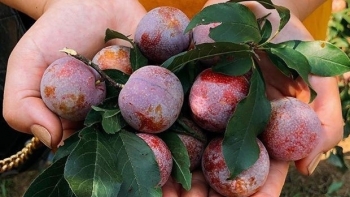 Sơn La: Huyện Mộc Châu tiêu thụ sản phẩm Mận vượt sản lượng dự kiến