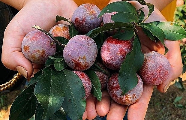 Sơn La: Huyện Mộc Châu tiêu thụ sản phẩm Mận vượt sản lượng dự kiến