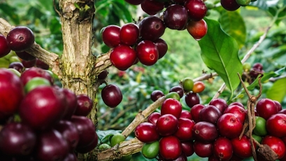 Giá cà phê hôm nay 26/6: Chưa dừng đà tăng