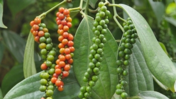 Giá hồ tiêu hôm nay 26/6: Tăng 500 - 1.000 đồng/kg