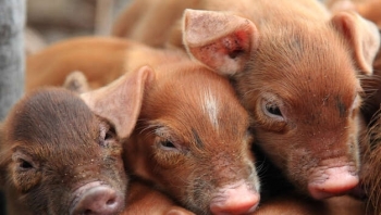 Giá thịt lợn hôm nay 26/6: Tiếp tục giảm rải rác