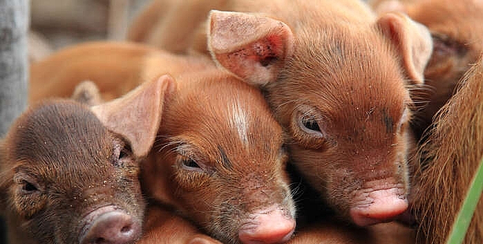 Giá thịt lợn hôm nay 26/6: Tiếp tục giảm rải rác