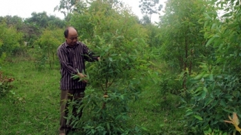 Bắc Kạn: 6 tháng đầu năm, trồng rừng đạt 96% kế hoạch