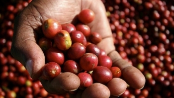 Giá cà phê hôm nay 28/6: Đầu tuần đi ngang